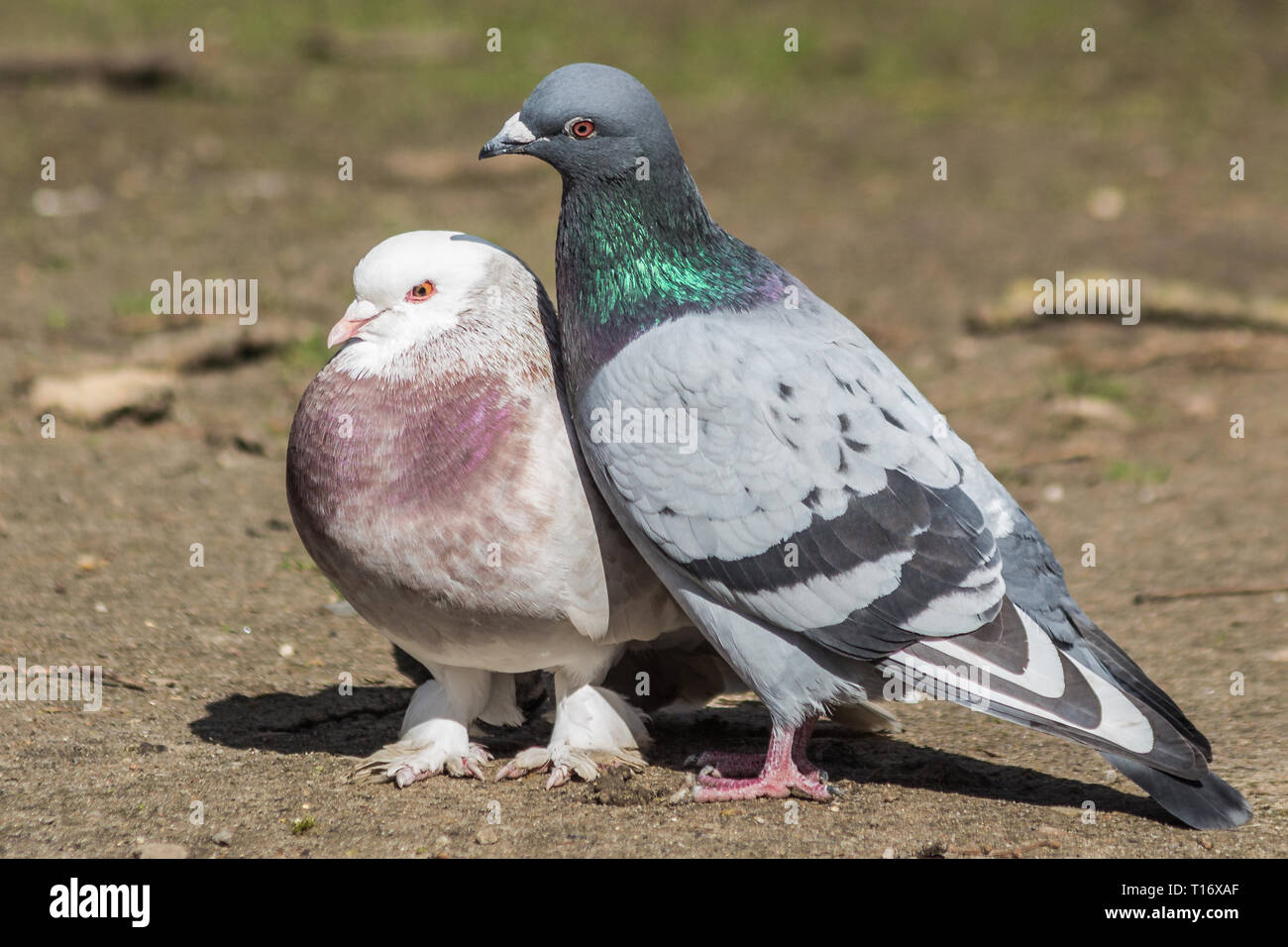 Der Frühling kommt und tierische Liebe ist überall rund um, Tauben Paar umarmen, küssen und Paarung Stockfoto