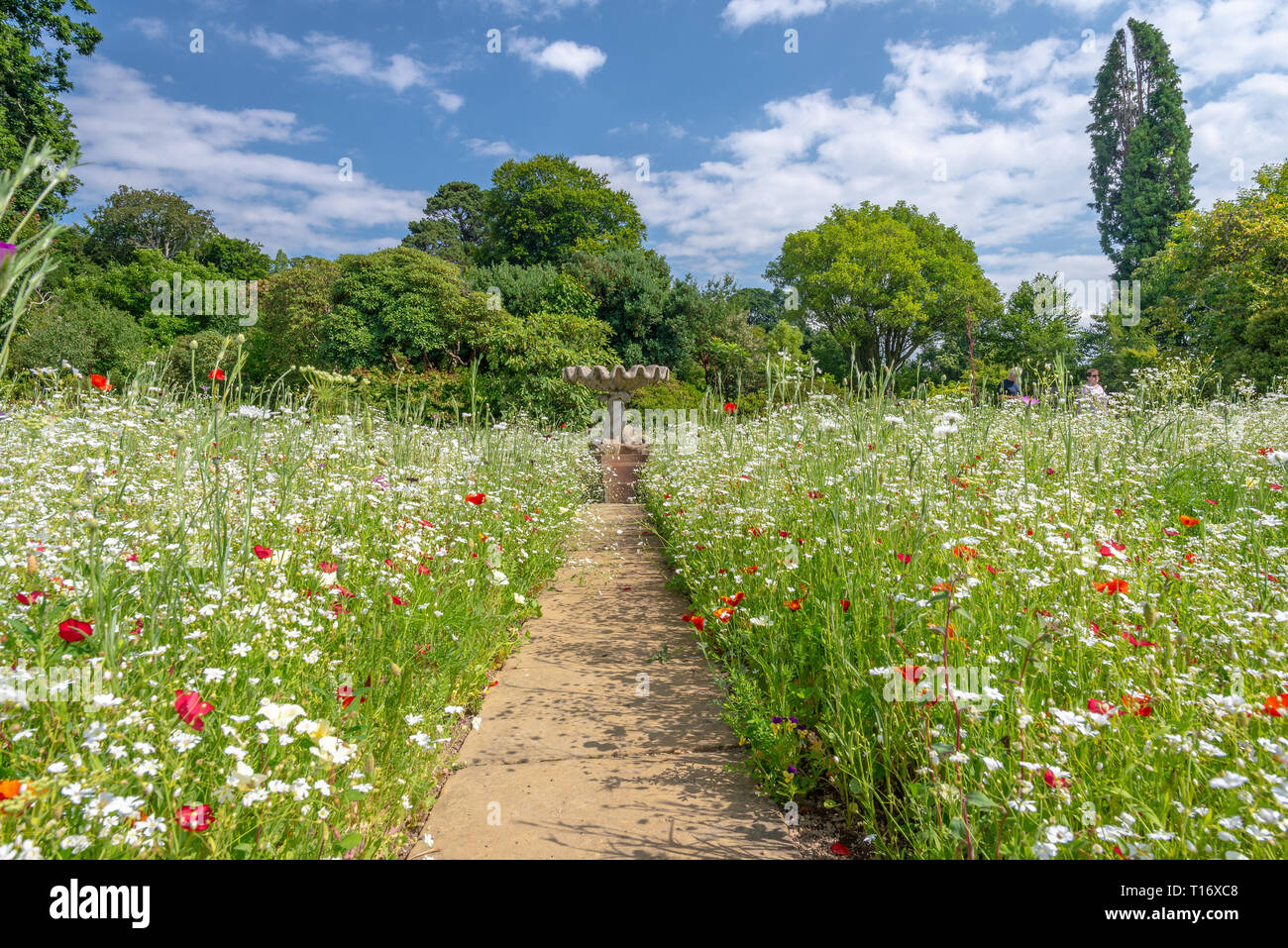 Wilde Blumen Bett und ein Vogelbad, Bodnant Garden, Conwy, Wales, Vereinigtes Königreich Stockfoto