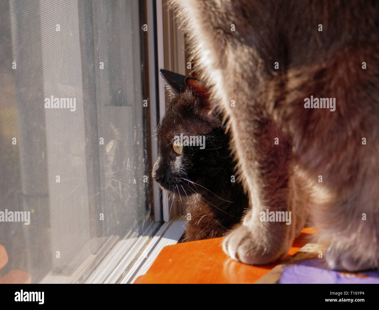 Schwarz tabby Katze heraus looing Fenster mit grauen Tabby im Vordergrund. Stockfoto