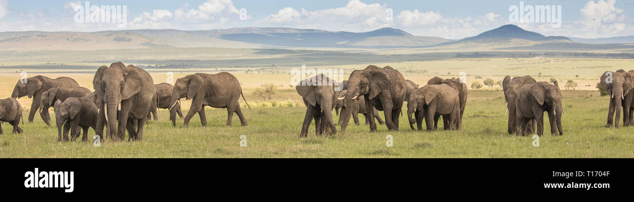 Elefant auf die Masai Mara Stockfoto