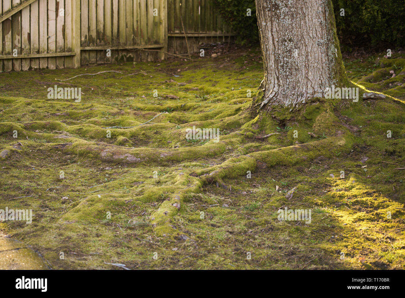 Der Bartfuß! Im Alderwood Park in Surrey, British Columbia, Kanada Stockfoto