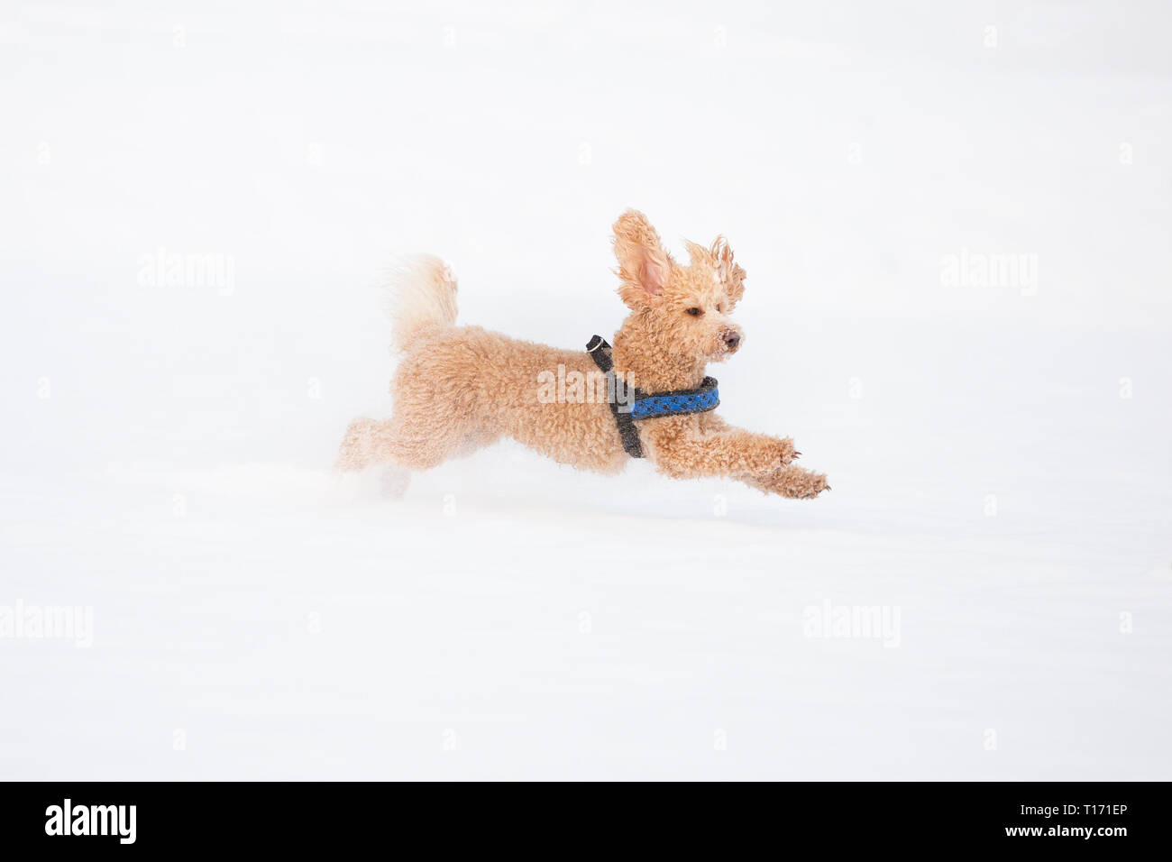 Junge apricot Pudel ist springen und Spaß im Schnee. Verspielter Hund läuft in schneebedeckten Feld in Weißensee an einem schönen Wintertag, Alpen, Österreich Stockfoto