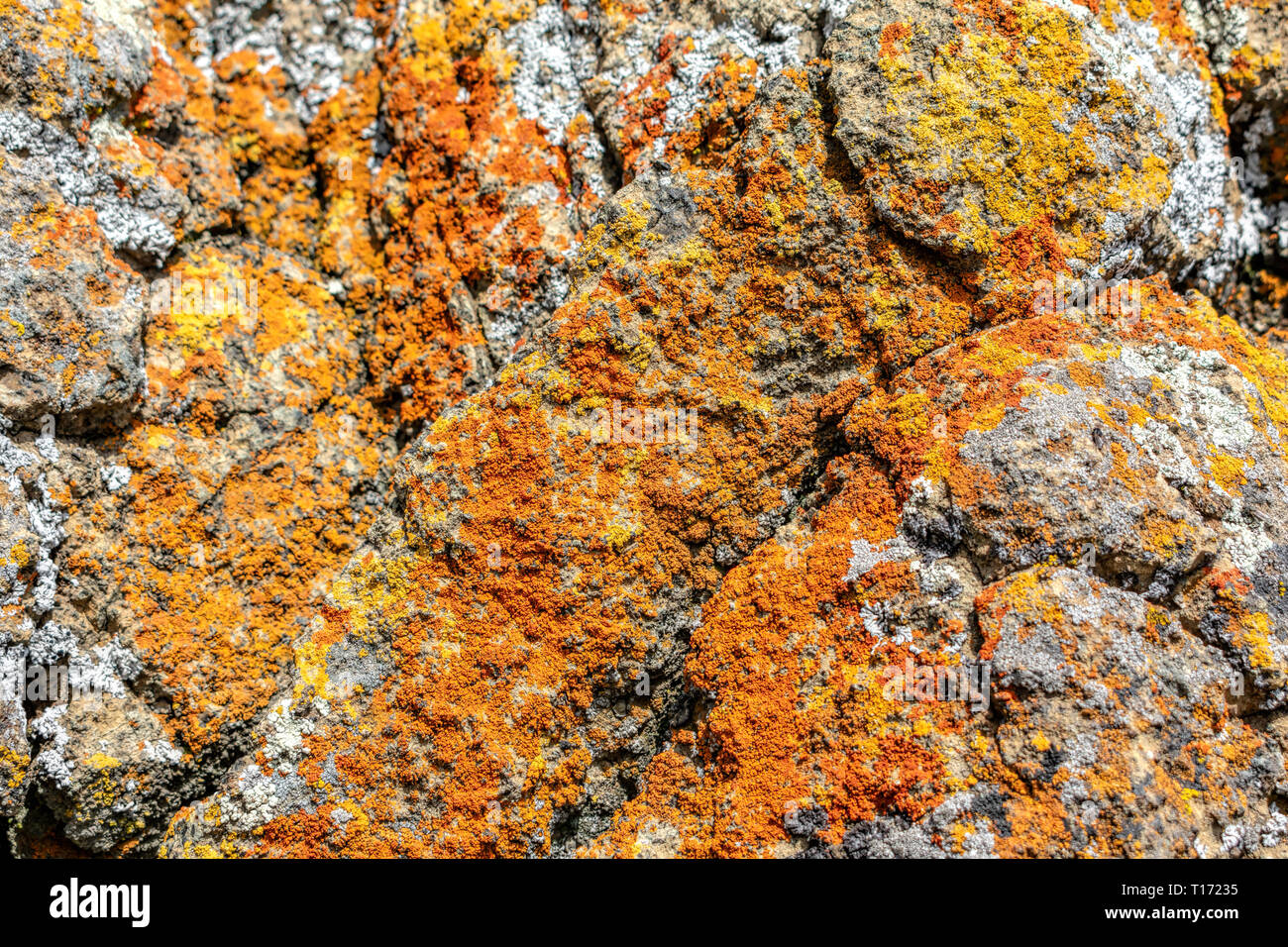 Close Up. Orange und Gelb rostig, hell und lebendig farbigen crustose lichen Kruste wächst auf grauen Rock. Stockfoto