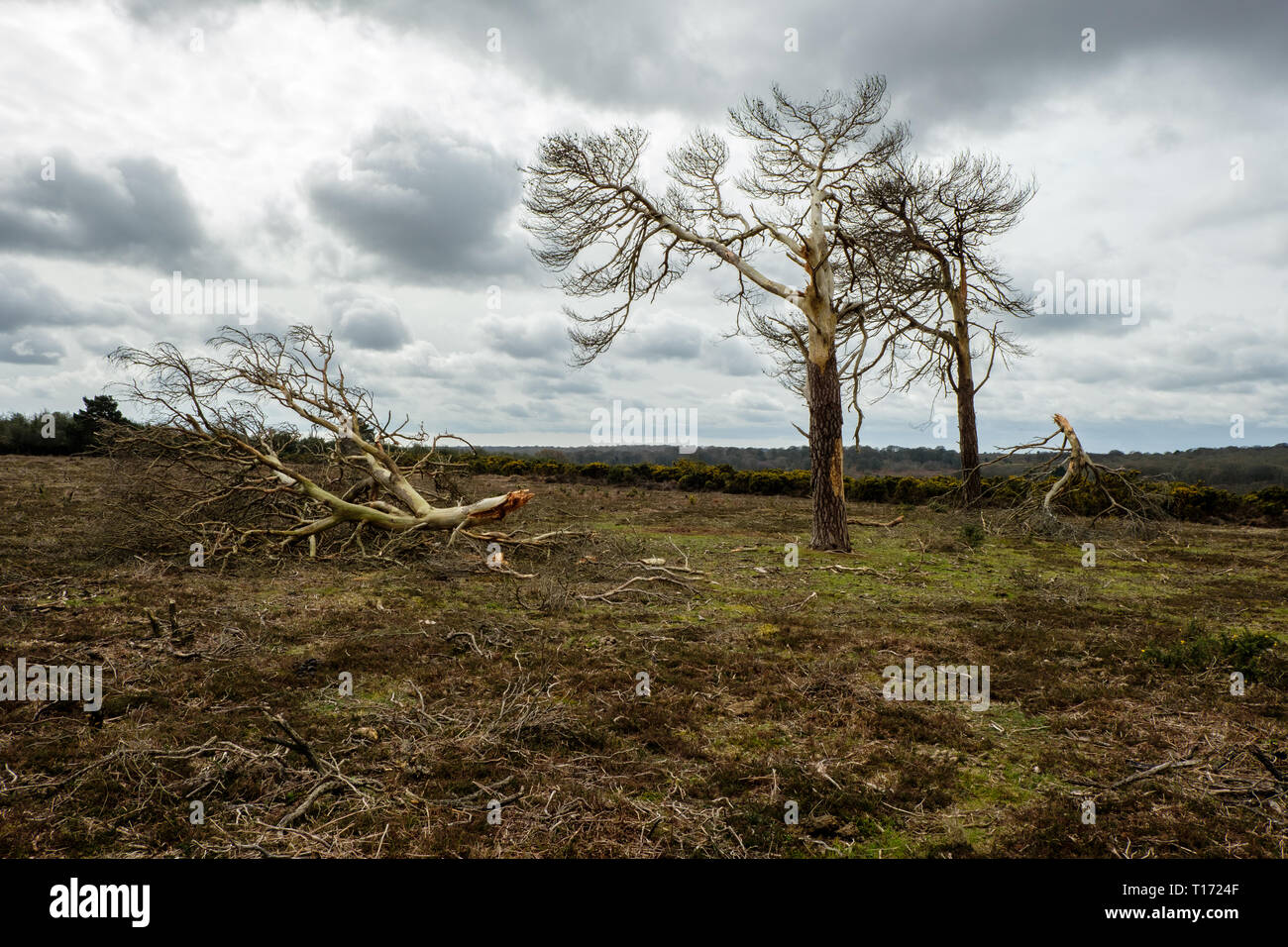 Wind beschädigte Bäume Bratley anzeigen Der neue Wald Hampshire England Stockfoto