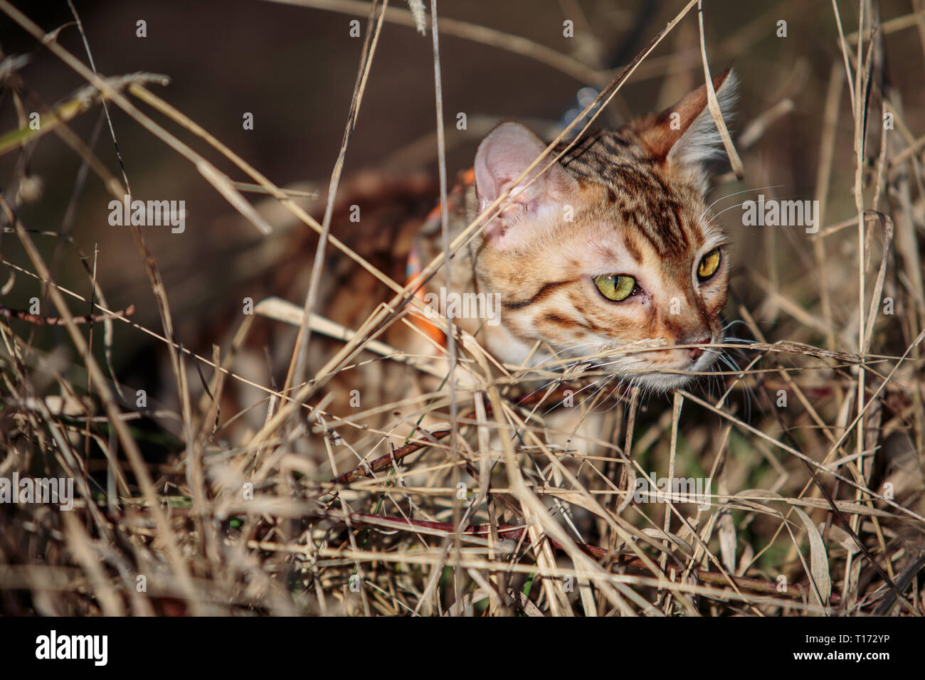 Ausflug mit Kindern und Katze auf einem sonnigen Frühlingstag Stockfoto