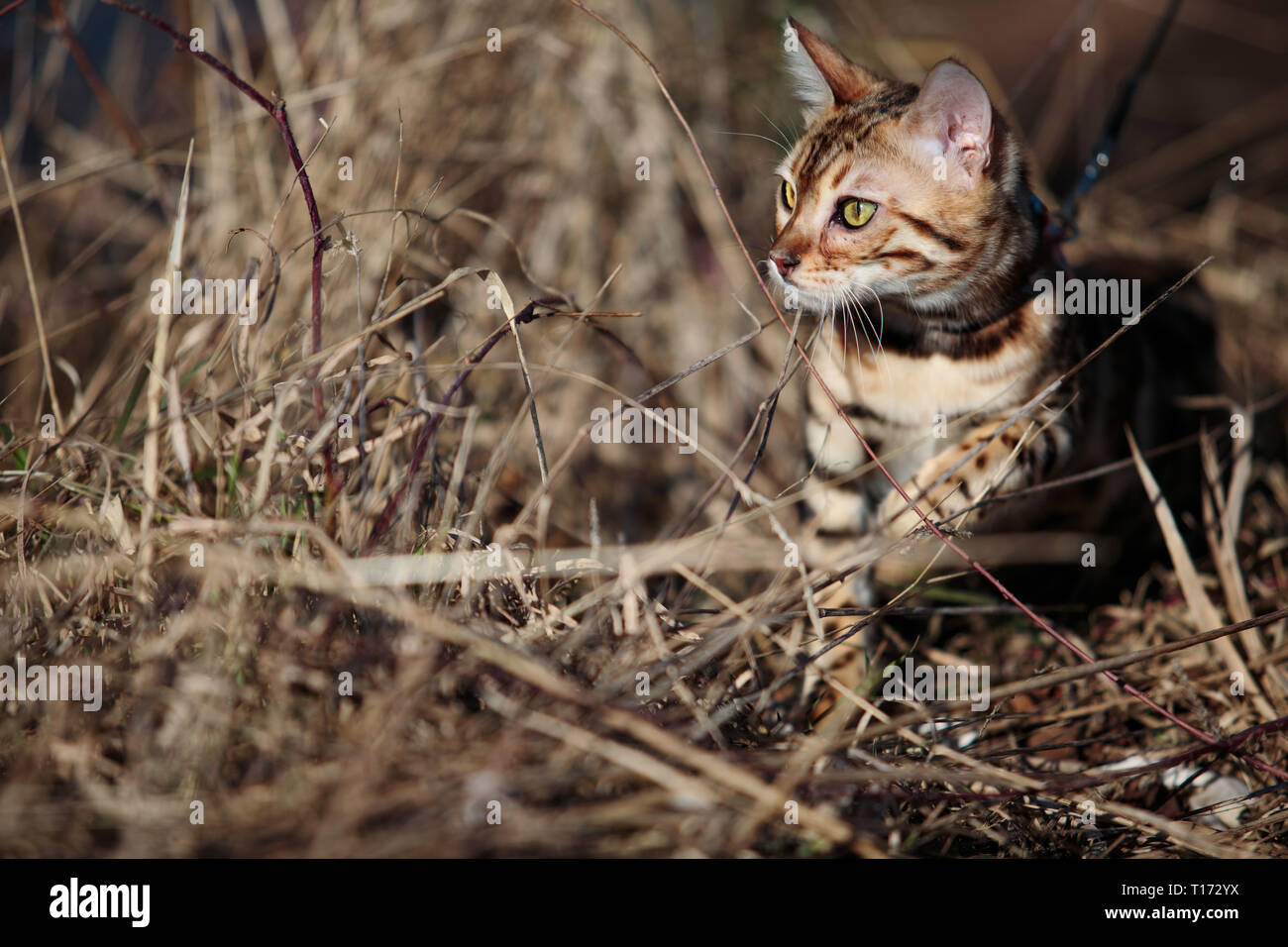 Ausflug mit Kindern und Katze auf einem sonnigen Frühlingstag Stockfoto