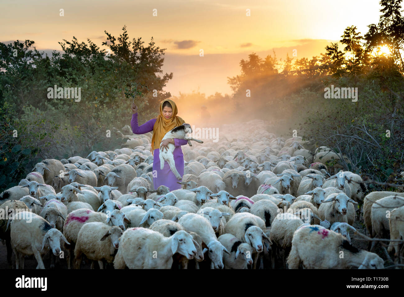 Schaffarm, Binh Thuan Provinz, Vietnam Nam-February 16, 2019: atemberaubende Bild einer großen Herde Schafe zurück in die Scheune in den Sonnenuntergang, nach einem Tag der Stockfoto