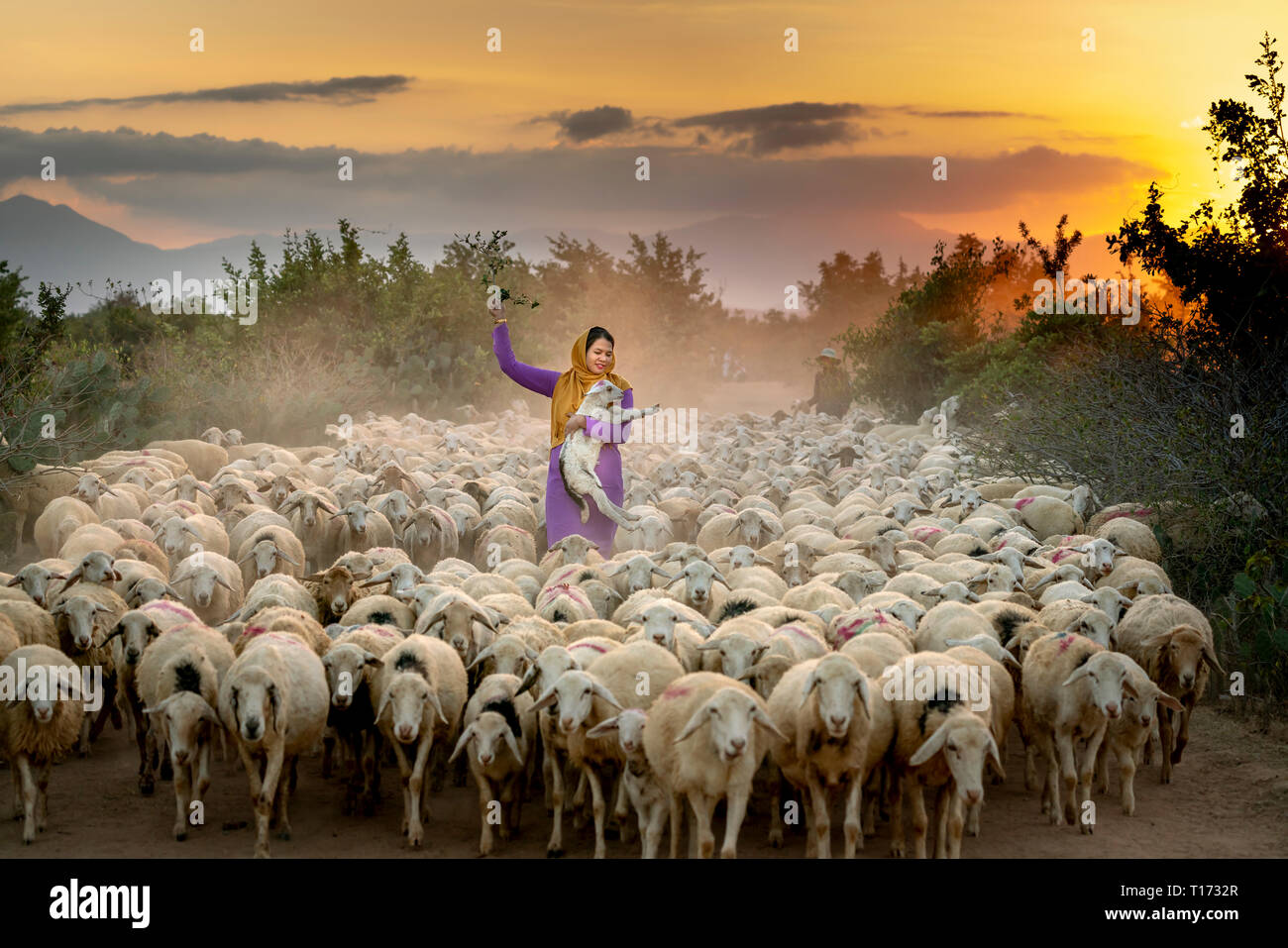 Schaffarm, Binh Thuan Provinz, Vietnam Nam-February 16, 2019: atemberaubende Bild einer großen Herde Schafe zurück in die Scheune in den Sonnenuntergang, nach einem Tag der Stockfoto