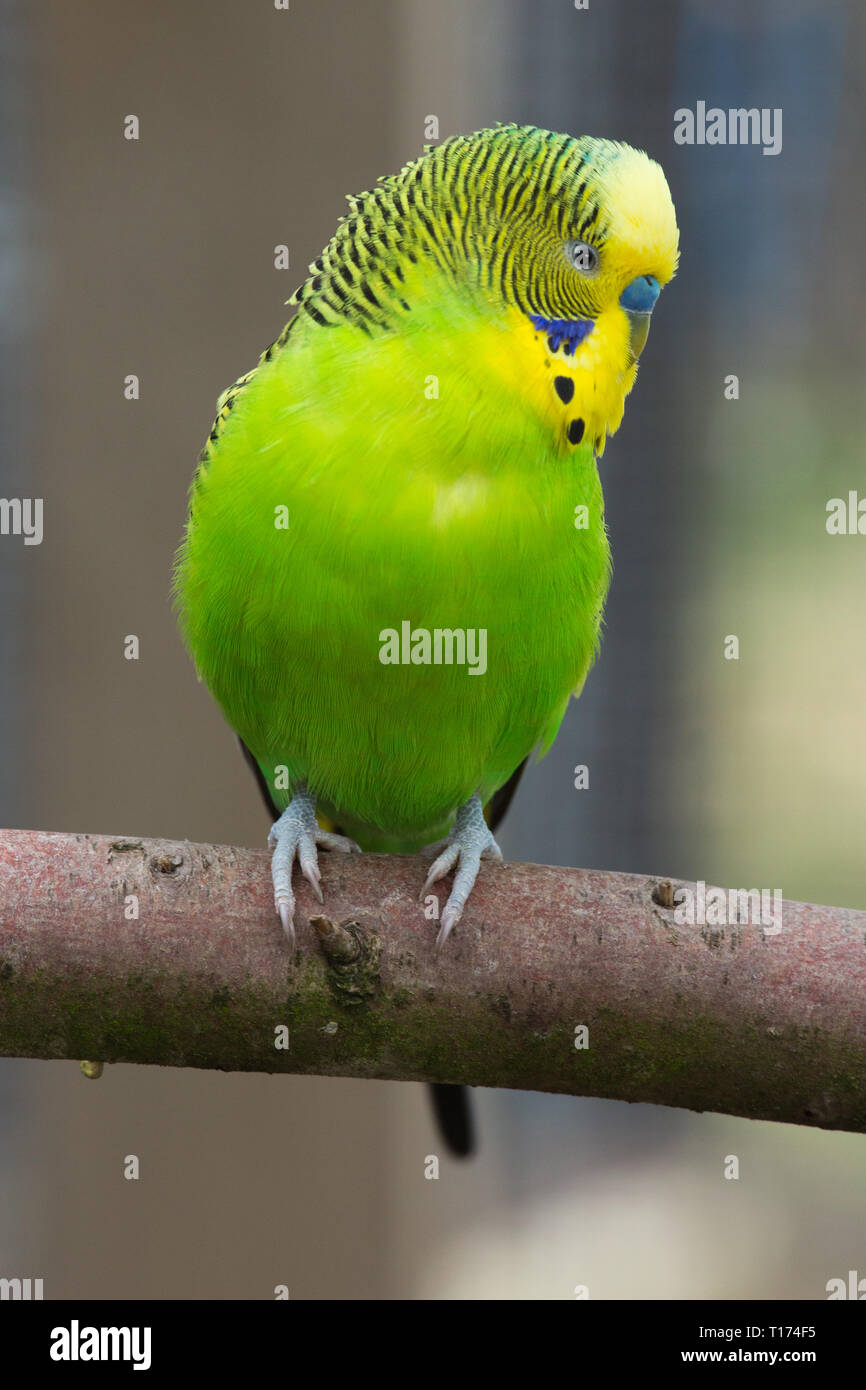 Wellensittich (Melopsittacus undulatus). Erwachsenen Mann mit blauen Cere über die Rechnung. Voliere, Pet Bird. ​ grünen Gefieder ist der natürliche, Farbe der Vogel im wilden Australien. ​ Stockfoto