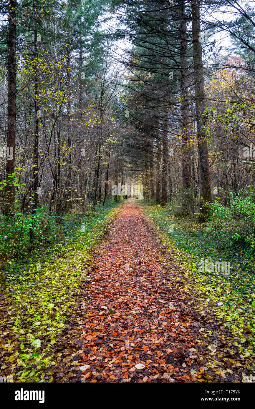 Ein direkter Weg mitten im Wald mit bunten Blätter auf dem Boden Stockfoto