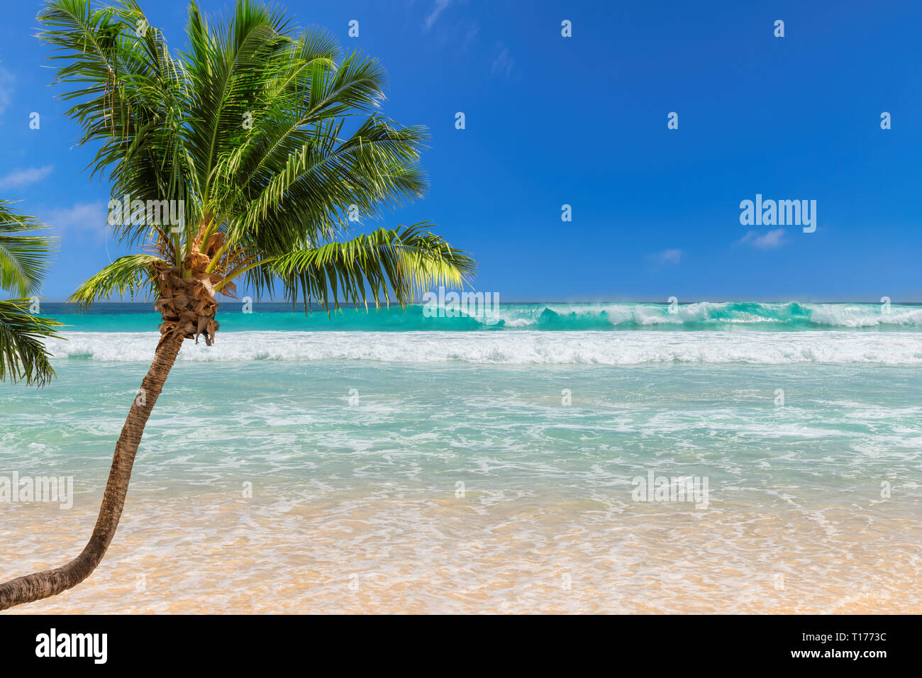 Coco Palm am Paradise Beach und das türkisfarbene Meer im Sommerurlaub Insel. Stockfoto Coco Palm am Paradise Beach und das türkisfarbene Meer im Sommerurlaub Insel. Stockfoto