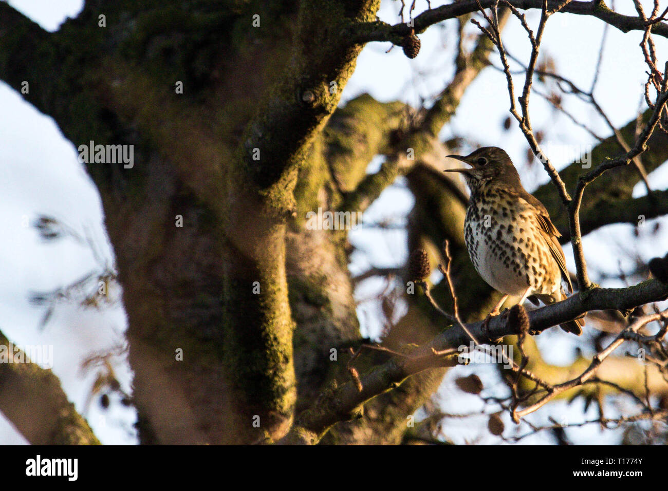 Singdrossel Stockfoto
