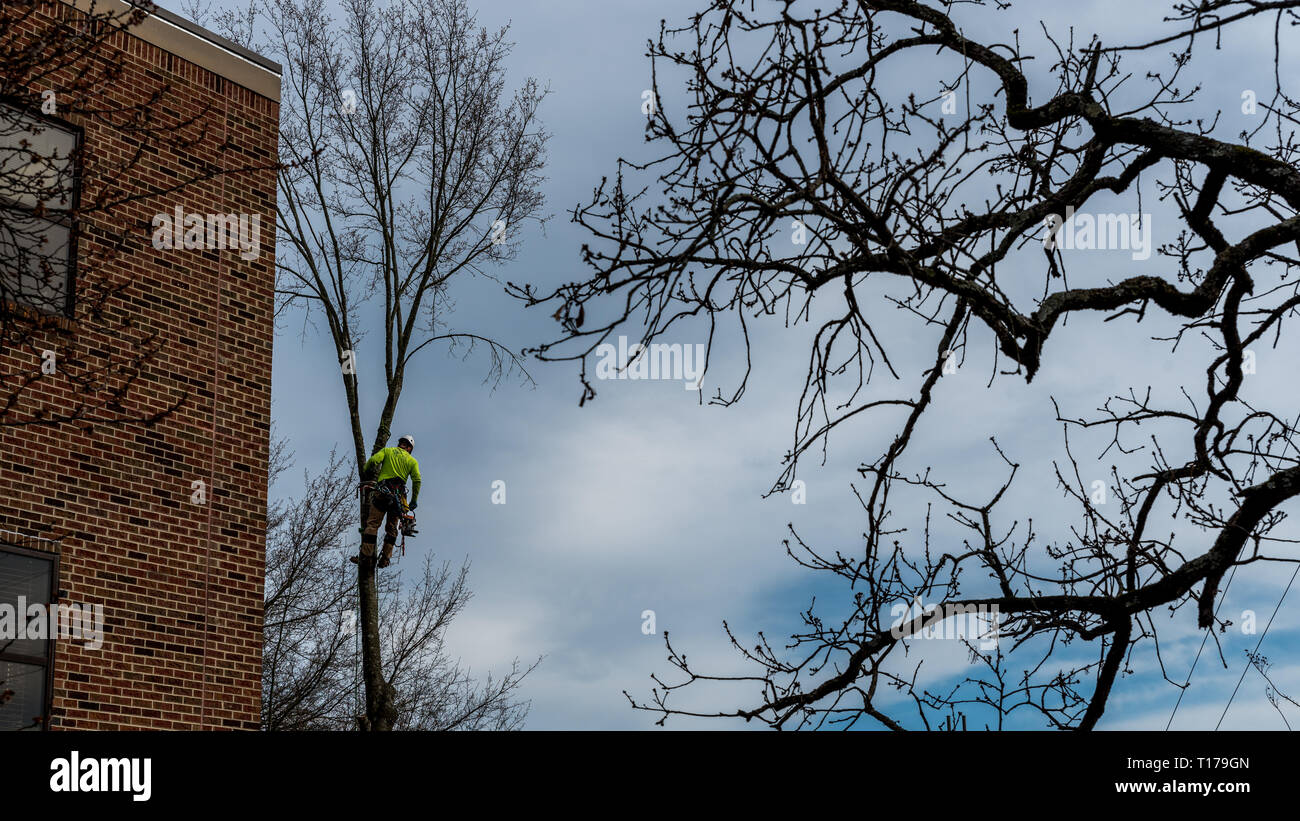 Mann im Baum mit Motorsäge schneiden Baum mit Werkzeuggürtel und Werkzeuge nach unten hängen Stockfoto