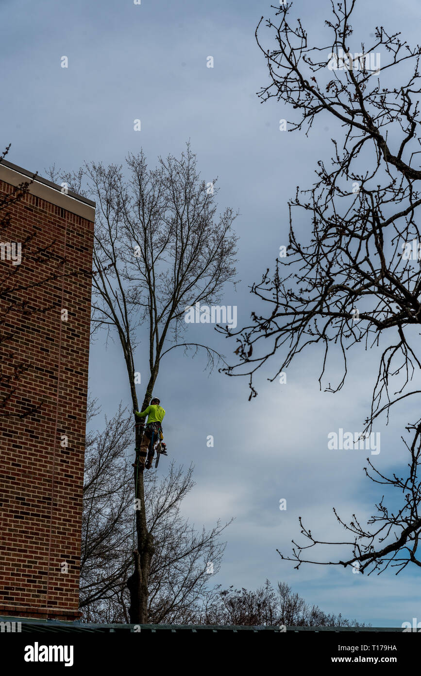 Mann im Baum mit Motorsäge schneiden Baum mit Werkzeuggürtel und Werkzeuge nach unten hängen Stockfoto