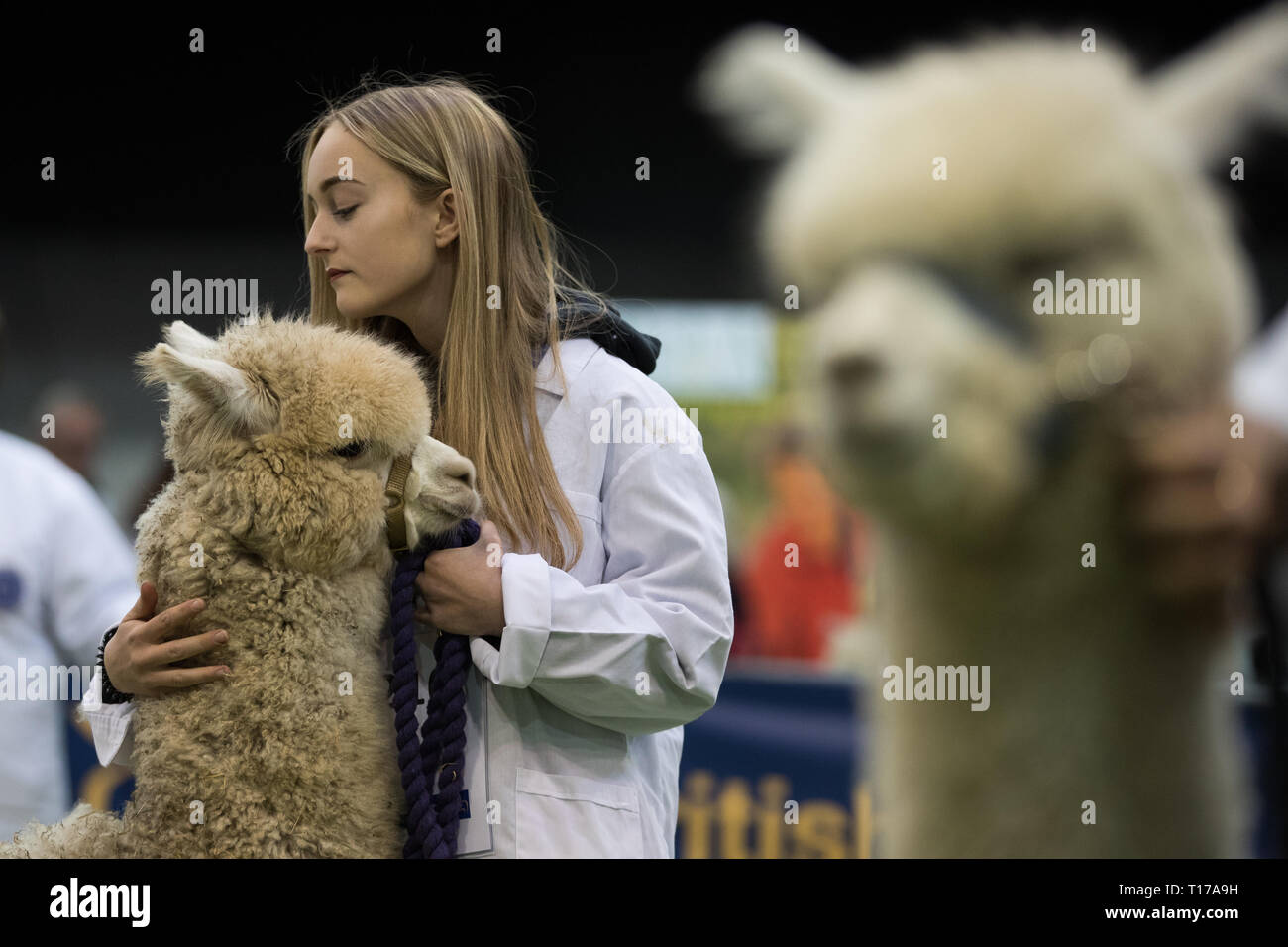 Handler stand mit alpakas vor Urteilen am britischen Alpaka Gesellschaft Nationale Ausstellung im Internationalen Zentrum in Birmingham statt. Stockfoto