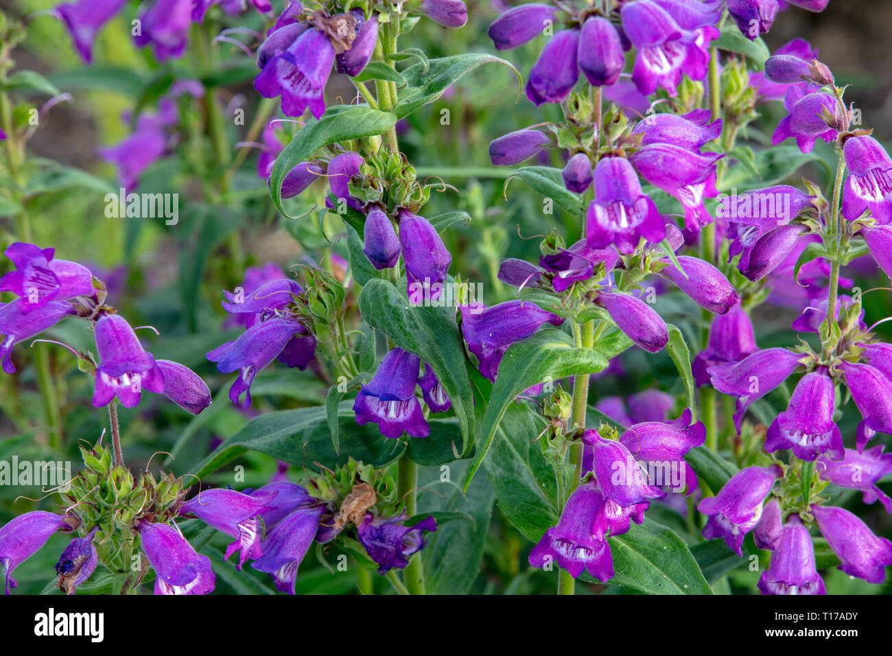 Penstemon Pensham Pflaume sind lange Blütezeit Sommer Stauden für den Garten mit aufrechtem lila Blütenrispen für wachsende in gemäßigten Klimazonen Stockfoto