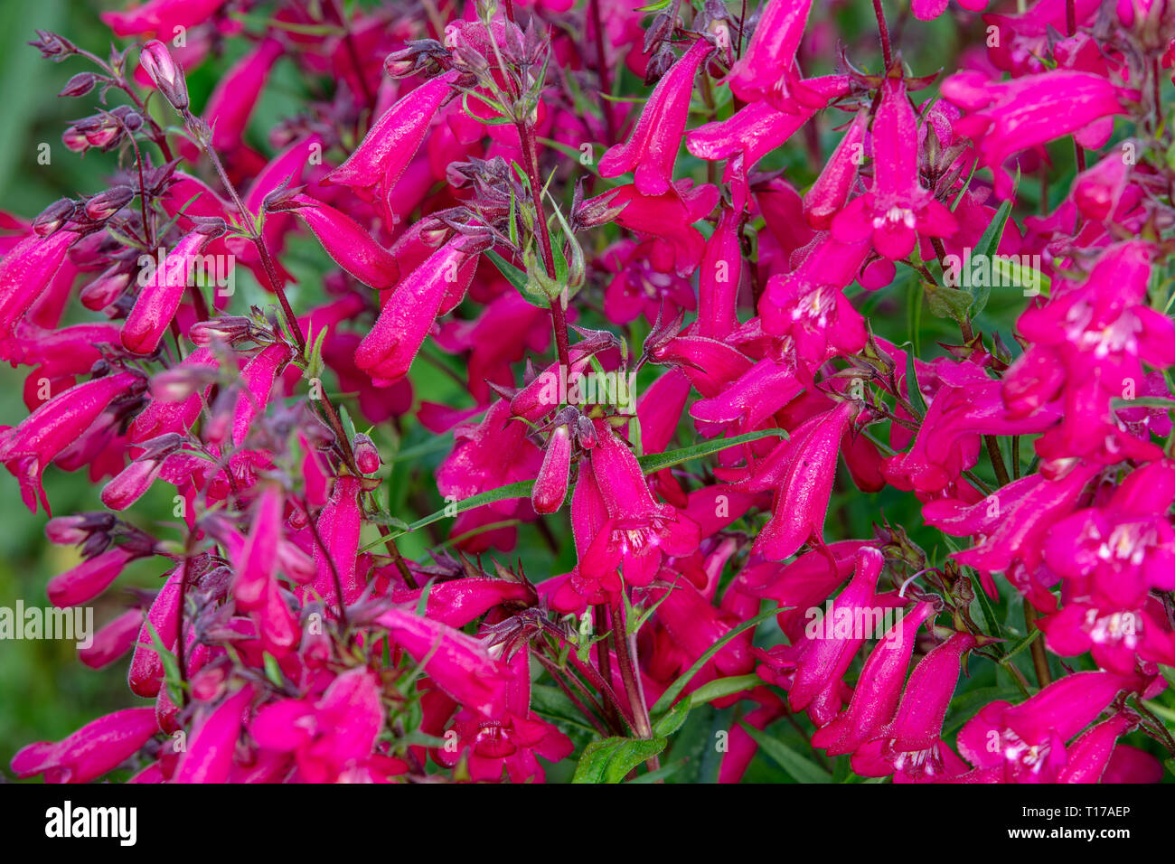 Penstemon Firebird sind lange Blütezeit Sommer Stauden für den Garten mit aufrechten roten Blütenstände für wachsende in gemäßigten Klimazonen (UK) Stockfoto