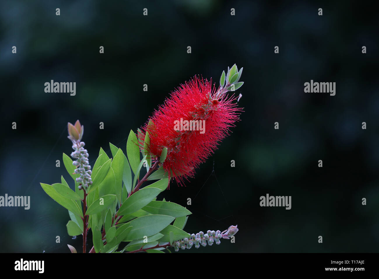 Callistemon stammt aus Australien und sind Garten Sträucher wachsen Flaschenbürste wie Blumen und können in den kleinen und großen Gärten angebaut werden. Stockfoto