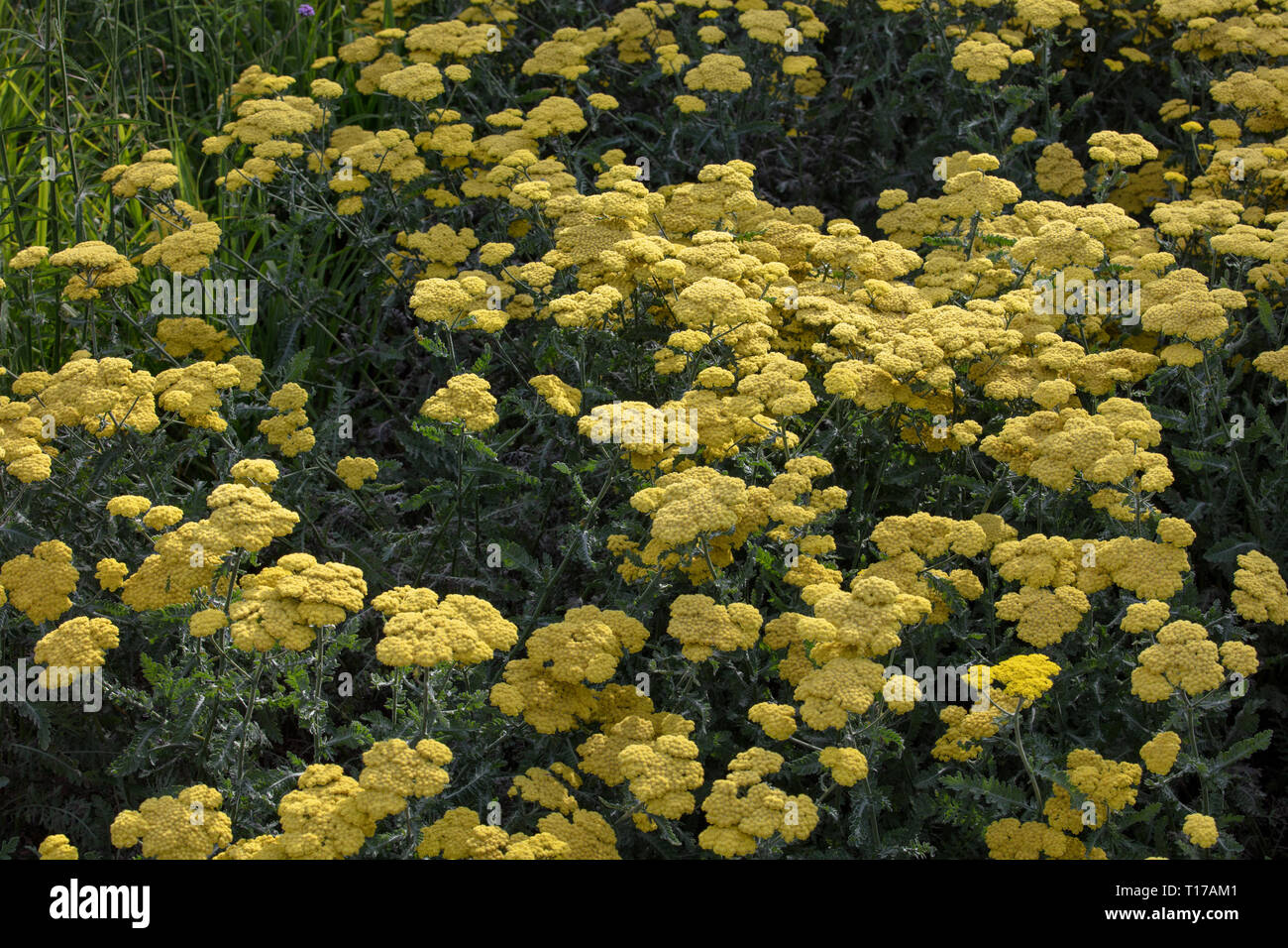 Achillea Gold Plate ist eine hoch wachsenden Schafgarbe Pflanze mit langen gelben Blüten und Farn wie Blätter im Sommer für kleine, große Gärten und Parks. Stockfoto