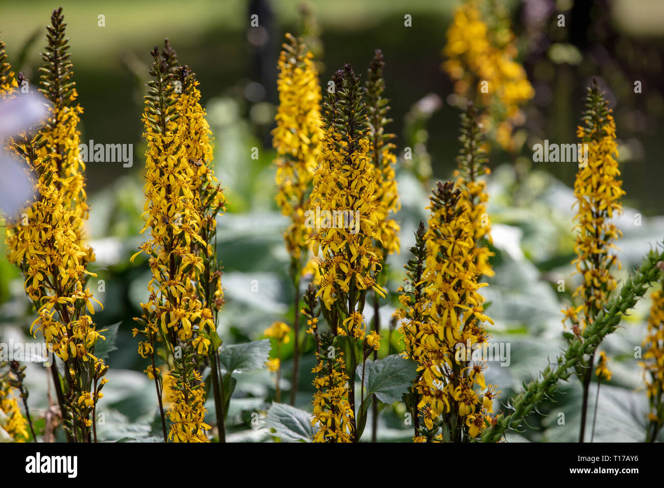 Ligularia die rakete Fotos und Bildmaterial in hoher Auflösung Alamy