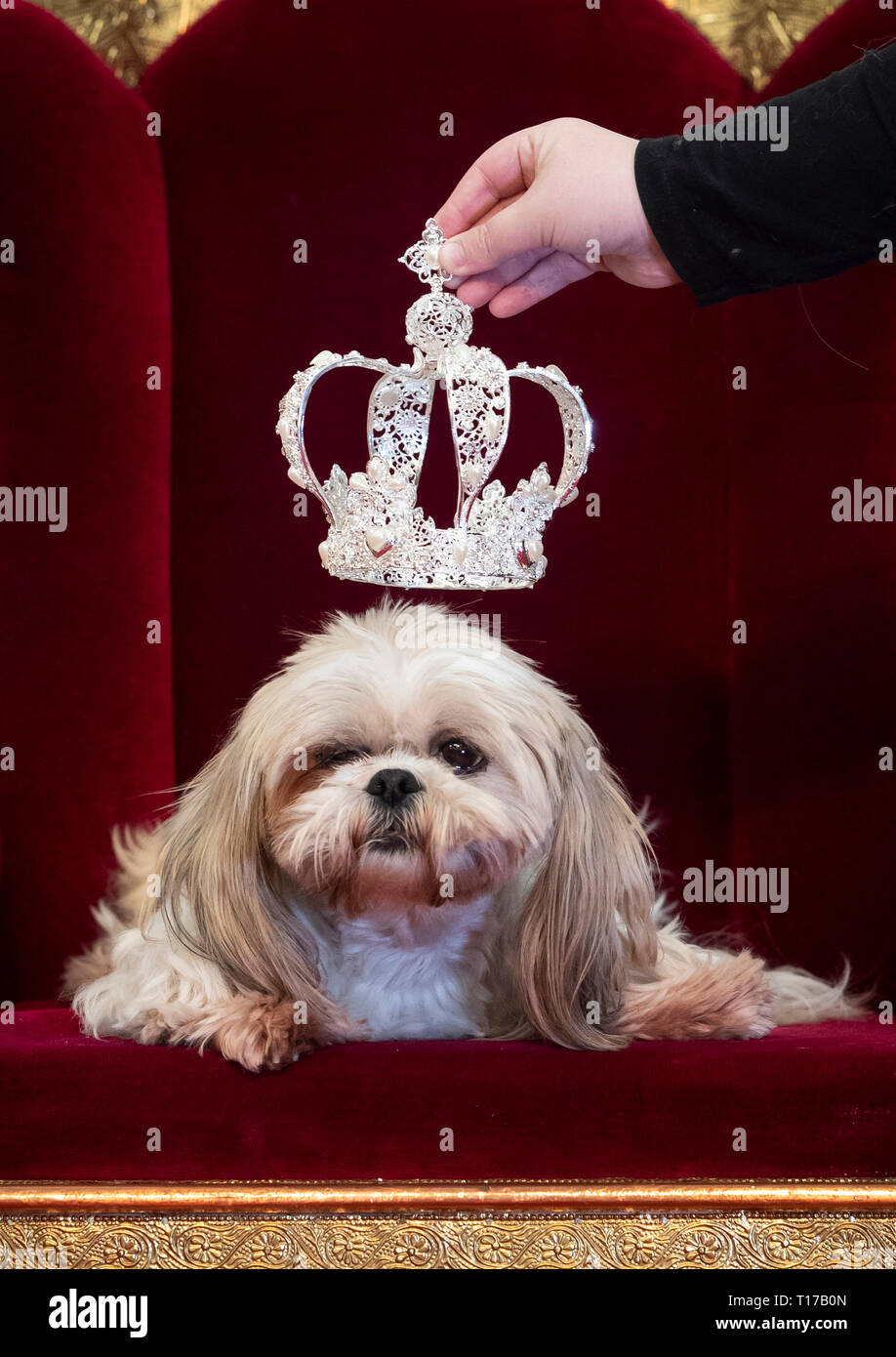 Gizmo die Shih Tzue trägt eine Krone während des Furbabies hund Pageant in Wetherby. Stockfoto