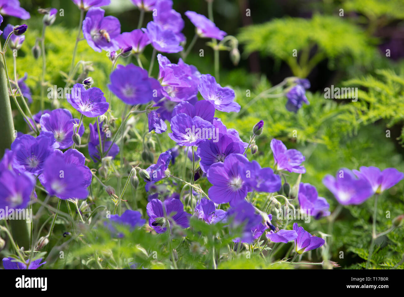 Geranium Rosanne sind lange blühende Stauden mit blauen Blumen, blühenden einen langen Zeitraum im Sommer, geeignet für kleine und große Gärten. Stockfoto