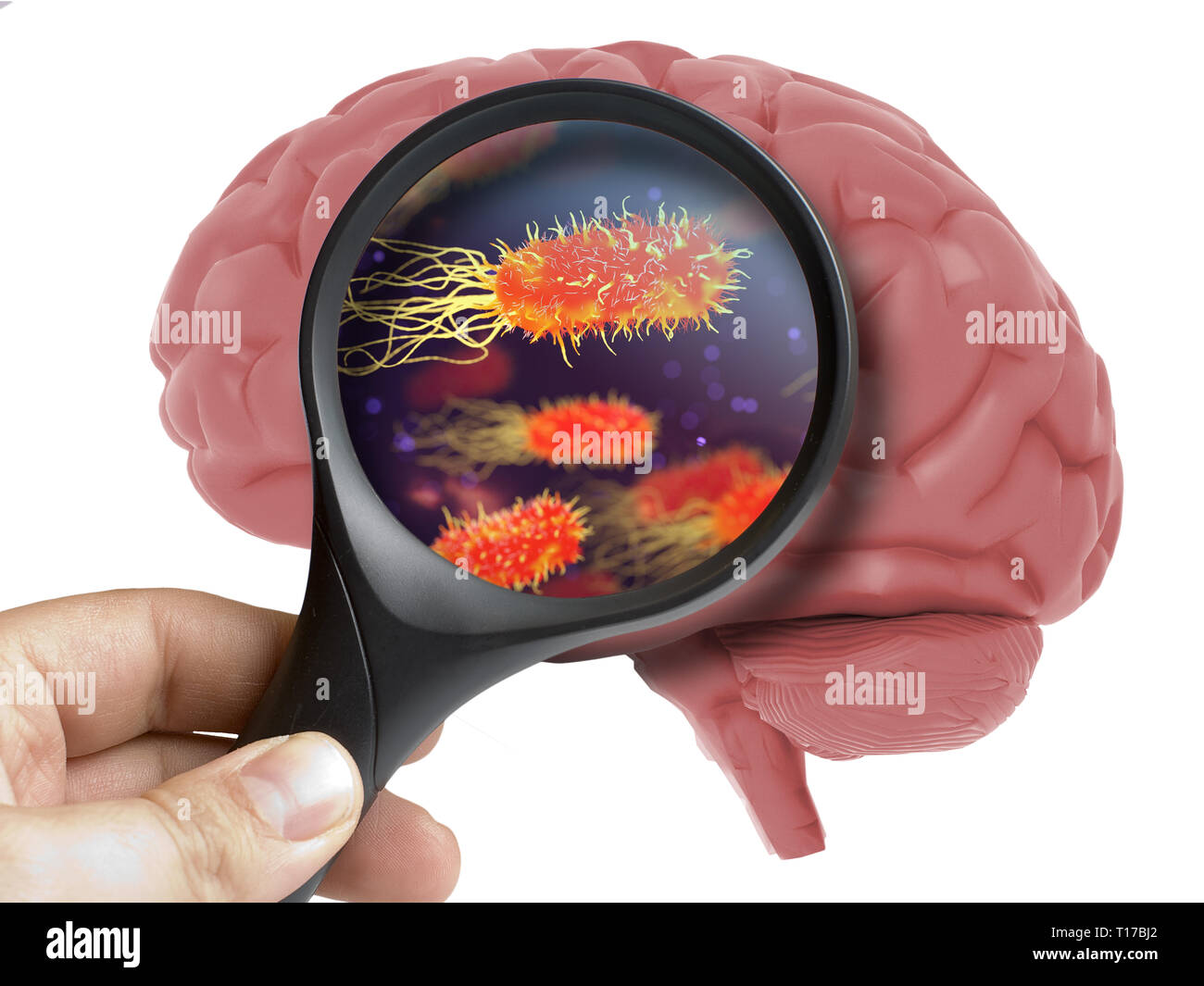 Menschliche Gehirn mit Lupe Virus bakterielle Mikroben im Inneren auf Weiß isoliert analysiert Stockfoto