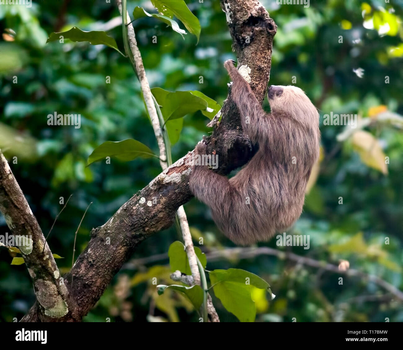 Cute Hoffmanns zwei-toed Sloth aus Panama Stockfoto