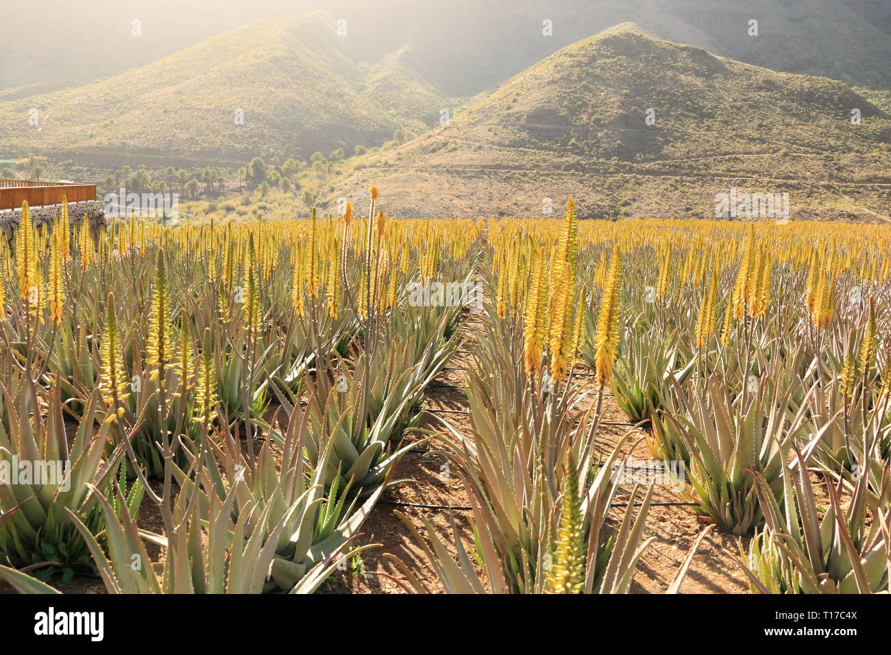 Plantage der Aloe vera auf der Insel Gran Canaria in Spanien  Stockfotografie - Alamy