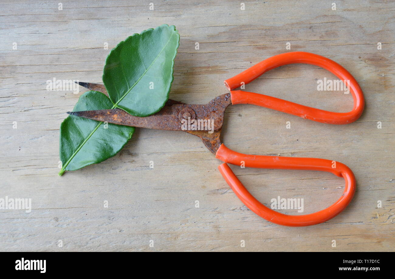 Alten rostigen Schere mit roter Griff schneiden Lemon Leaf auf Holzbrett Stockfoto