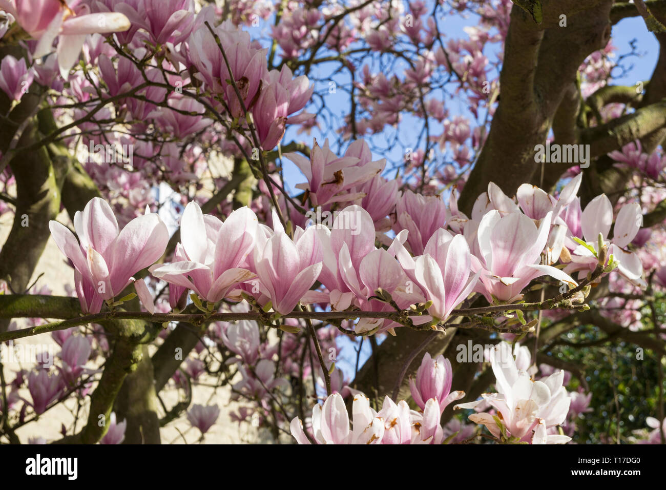 Magnolia Blossom2019 Stockfoto