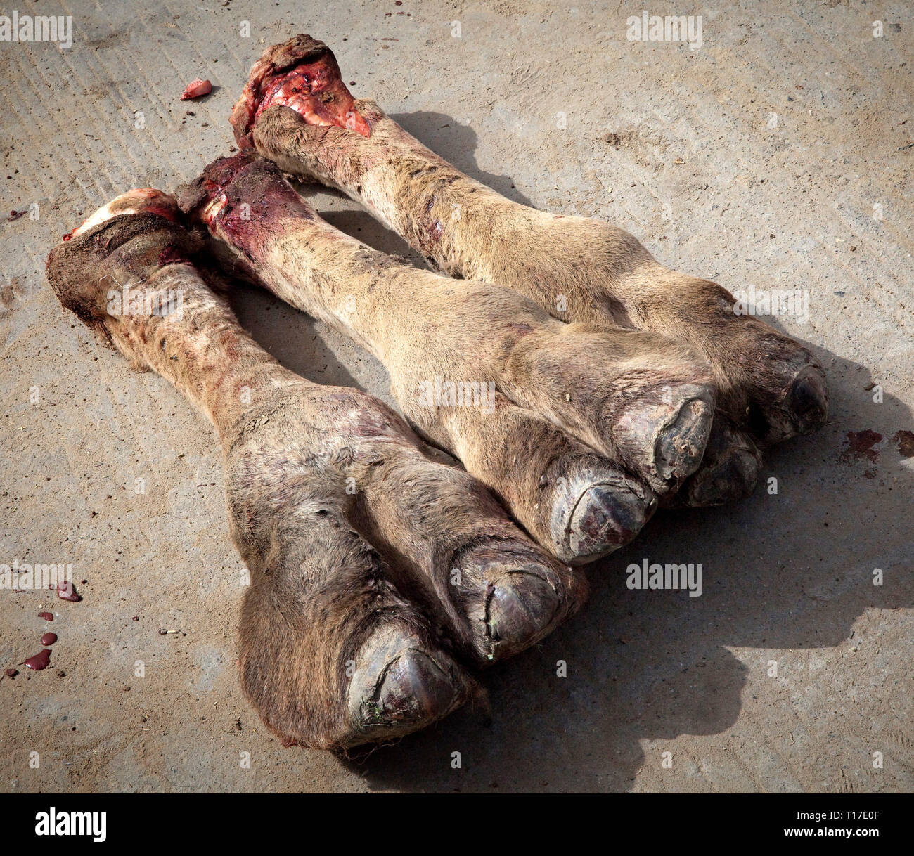 Kamel, die Füße auf dem Markt in Hotan, Xinjiang, China. Stockfoto