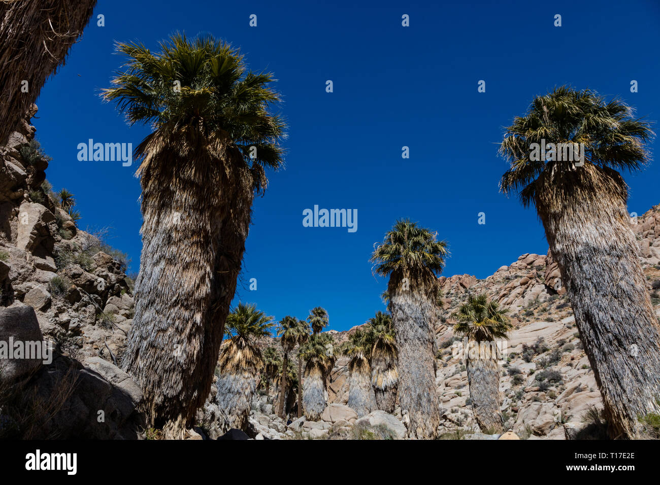 Die VERLORENEN PALMS OASIS hat die größte wild Gruppierung von Kalifornien VENTILATOR PALMEN (Washingtonia filifera) - Joshua Tree National Park, Kalifornien Stockfoto