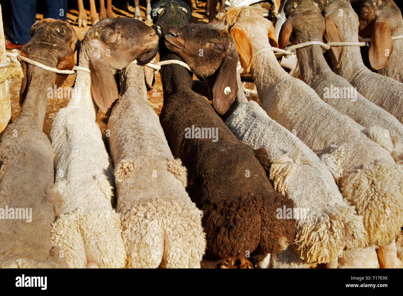Schafe am Sonntag Vieh Basar und Markt in Kashgar, Xinjiangi, China. Stockfoto