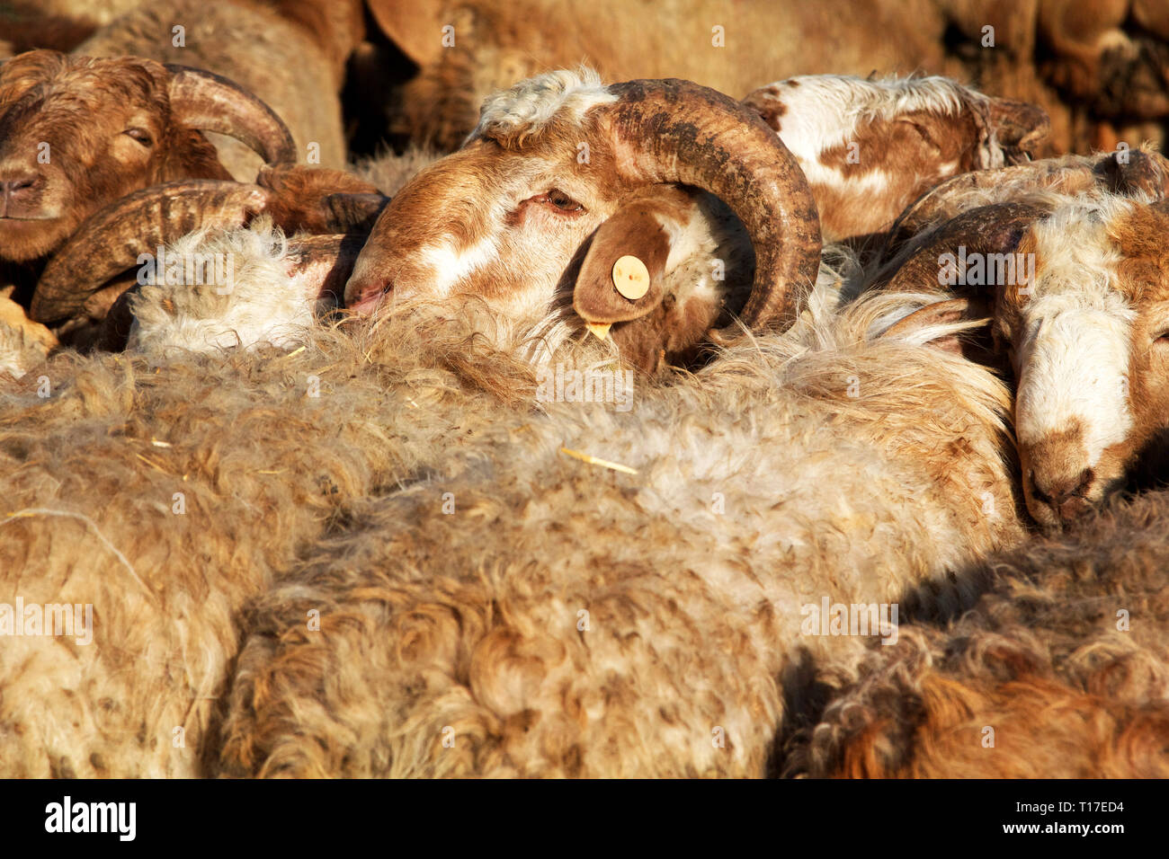 Schafe auf dem viehbasar und Markt am sonntag in Kashgar, Autonome Region Xinjiang, China. Stockfoto