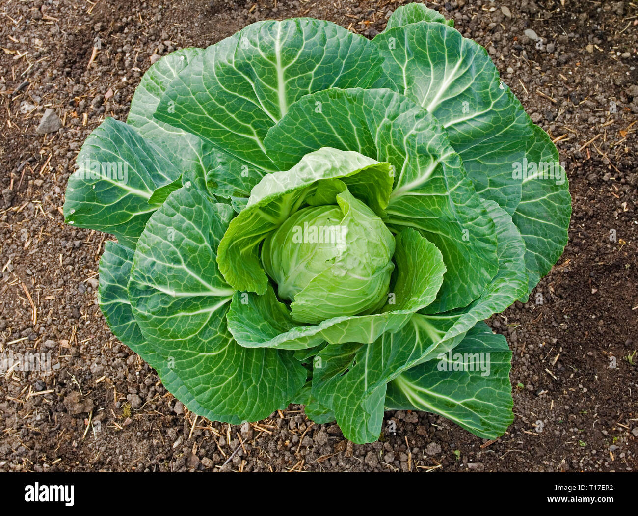 Nahaufnahme des Spring Cabbage F1 Hybrid „Advantage“ (Brassica Oleracea), der im britischen Garten wächst. Stockfoto