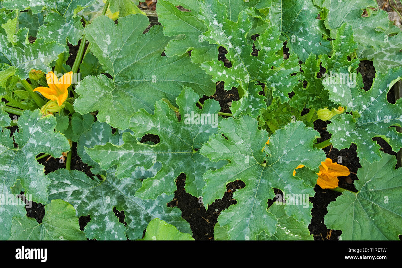 Close-up Ansicht von gelben Blumen und gefleckte grüne Laub auf Zucchini Pflanzen sorte F1 Defender in Englisch Gemüsegarten wächst, Sommer Stockfoto