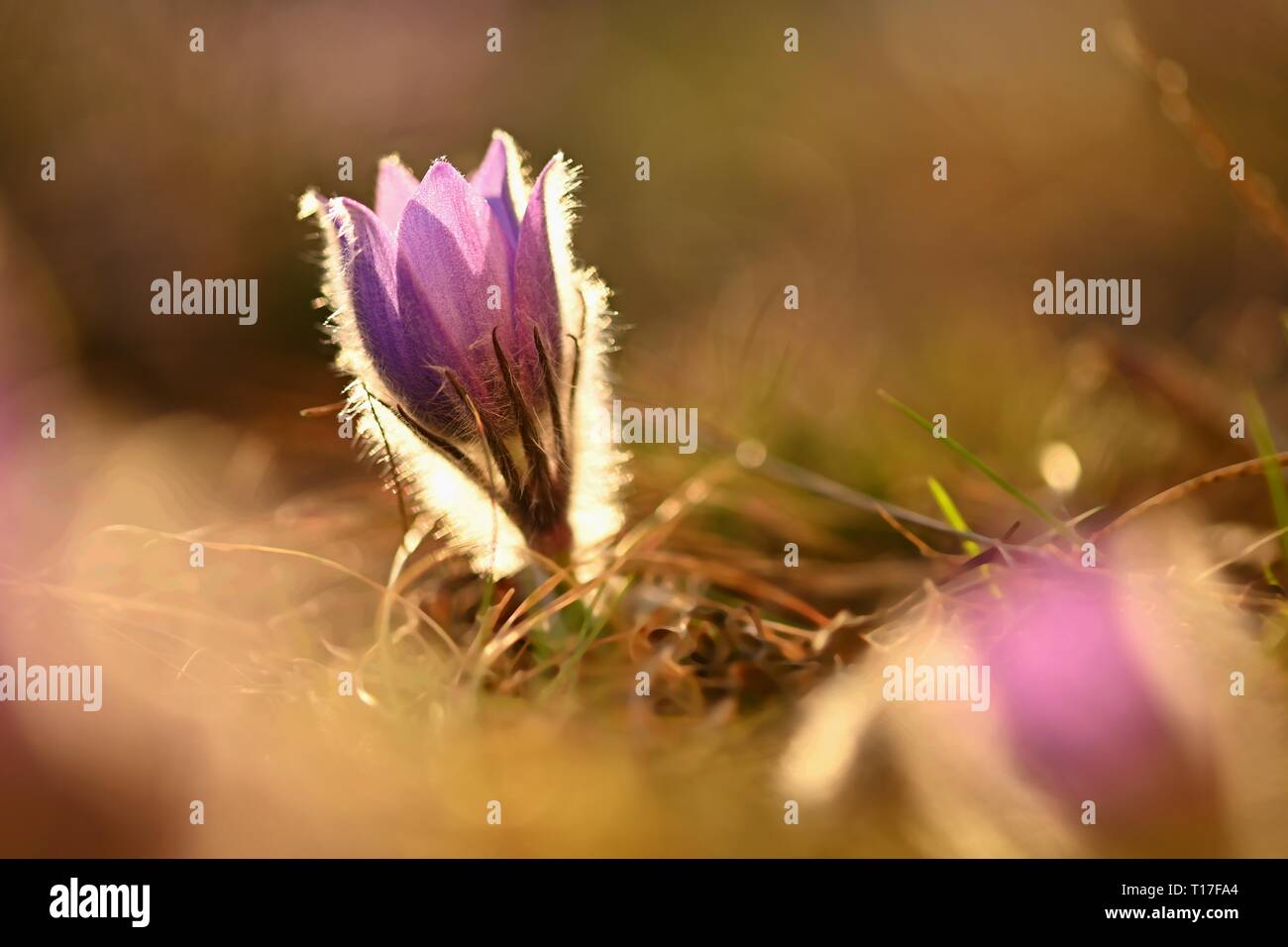 Frühling Hintergrund mit Blumen auf der Wiese. Schönen blühenden Pasque flower bei Sonnenuntergang. Frühling Natur, bunte natürliche verschwommenen Hintergrund. Stockfoto