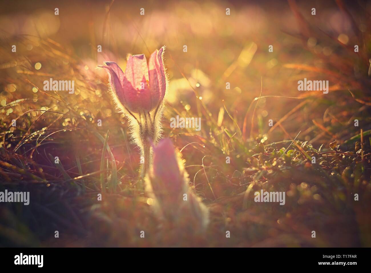 Frühling Hintergrund mit Blumen auf der Wiese. Schönen blühenden Pasque flower bei Sonnenuntergang. Frühling Natur, bunte natürliche verschwommenen Hintergrund. Stockfoto