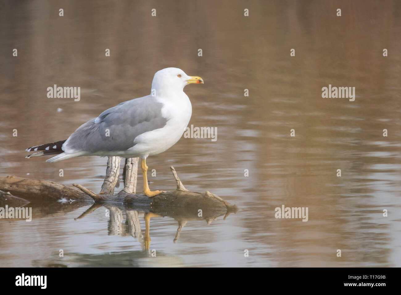 Gelbe legged Seagull (Laurus) michahellis in Estany d'Ivars, Katalonien, Spanien Stockfoto