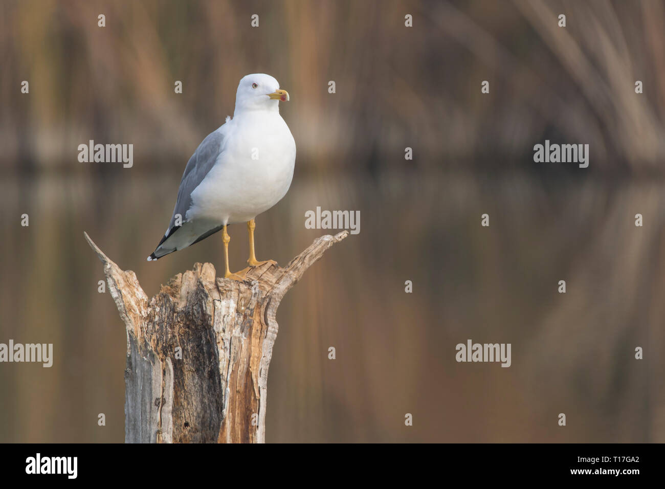 Gelbe legged Seagull (Laurus) michahellis in Estany d'Ivars, Katalonien, Spanien Stockfoto