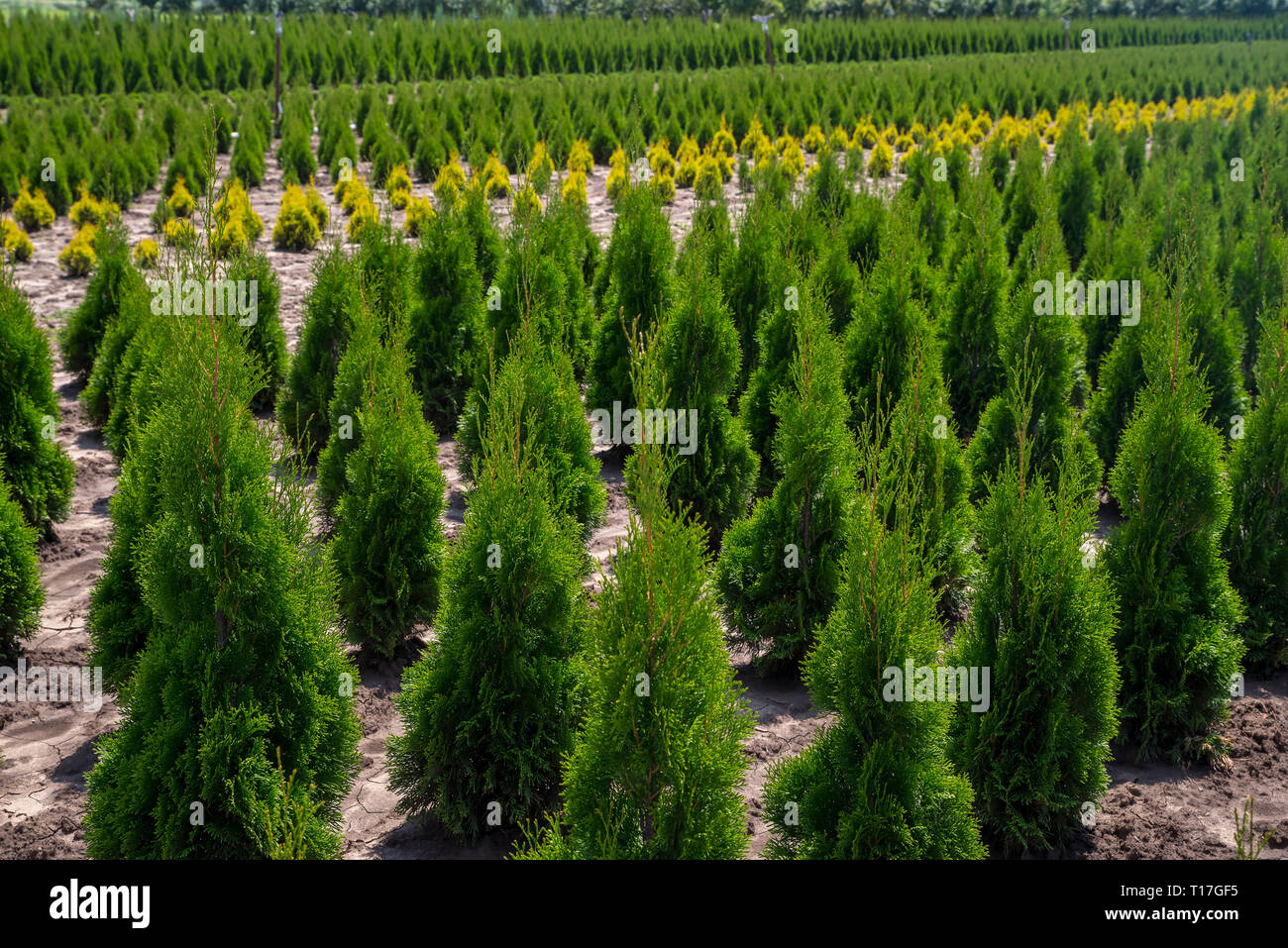 56+ Thuja Im Garten, Und unter welchen umständen sollte man.