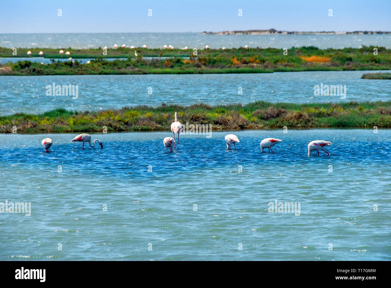 Izmir, Türkei, 26. Mai 2008: Flamingos und Pelikane in Izmir Vogel Paradies Stockfoto