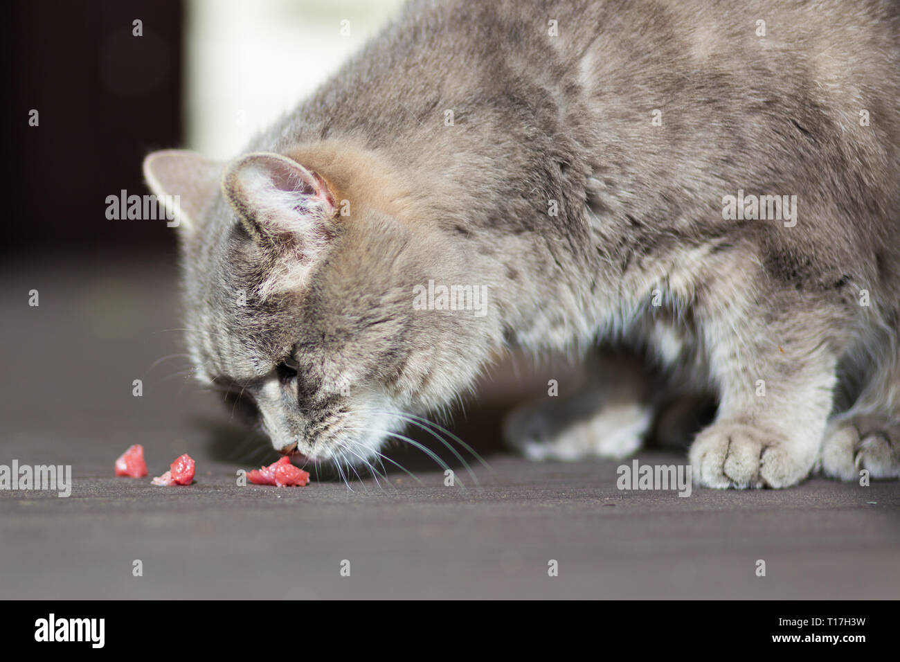 Grau erwachsene Katze schnuppert Stücke Fleisch Stockfoto