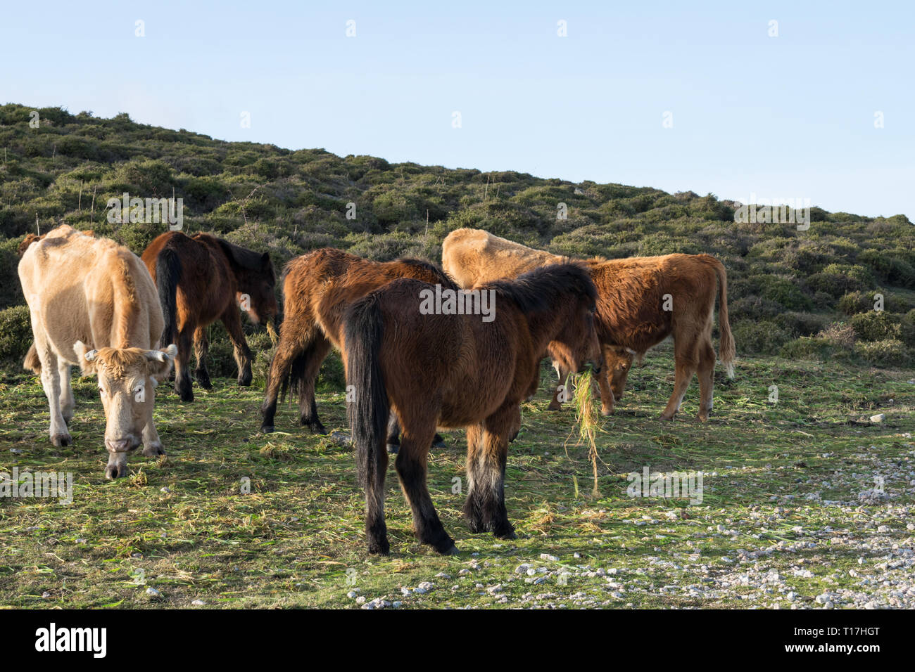 Pferde und Kühe zusammen grasen und fressen Gras in das Feld Stockfoto