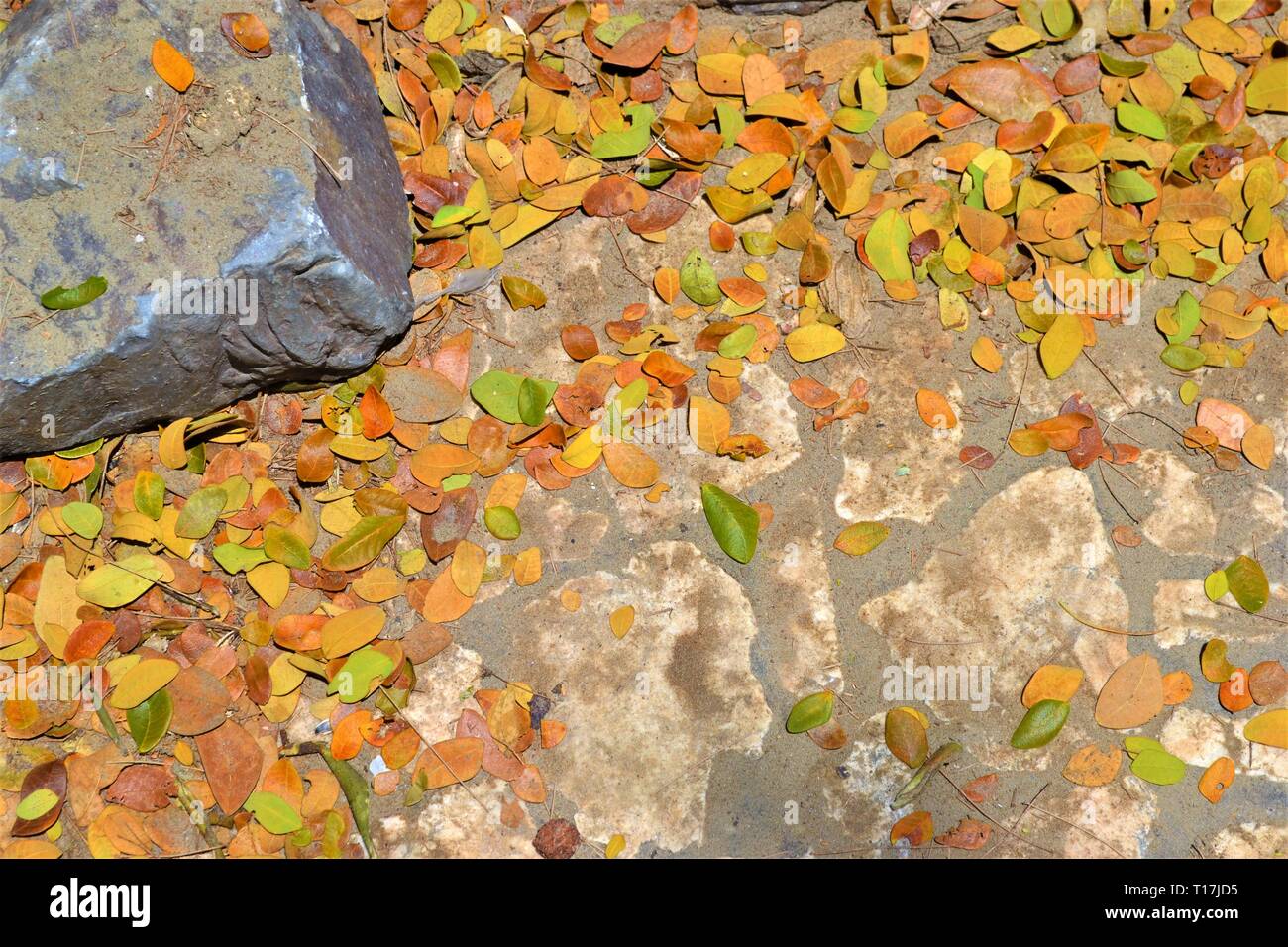 Stein Beton mit Laub - Textur Hintergrund. Stockfoto