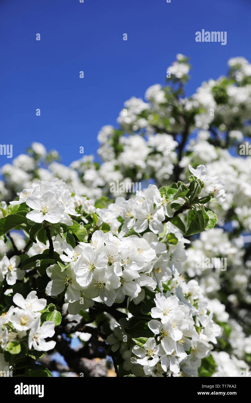 MOTALA 20180520 ein blühender Apfelbaum. Foto Jeppe Gustafsson Stockfoto