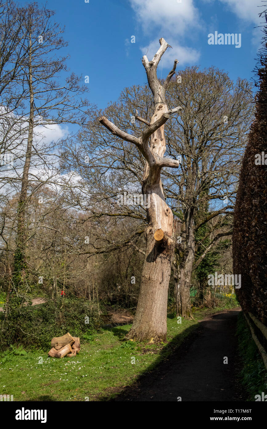 Tote oder sterbende Baum mit alle Äste entfernt, bereit zum Schneiden, Sidmouth, Devon. Stockfoto