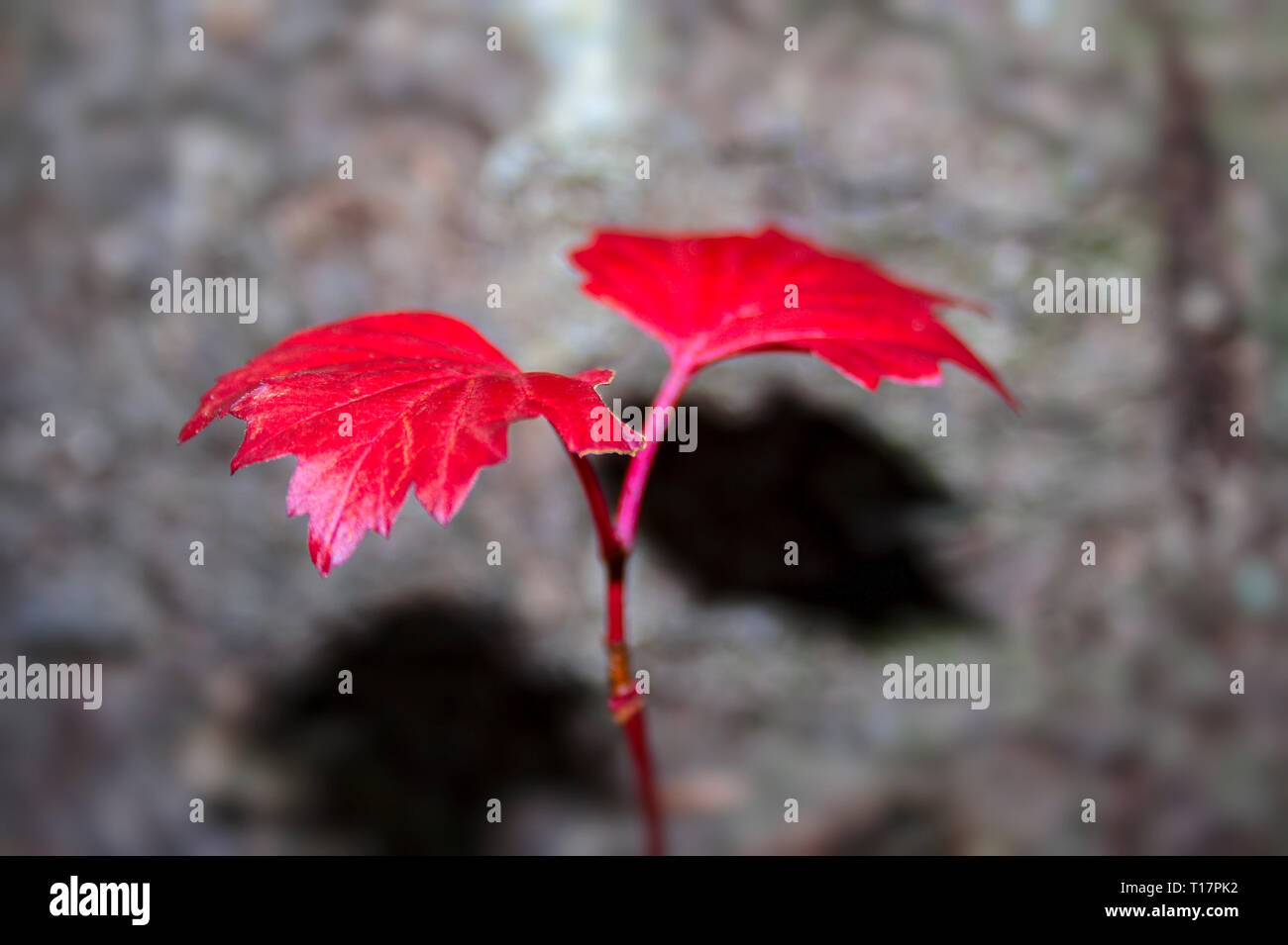 Eine Zweigniederlassung einer viburnum mit rotem Herbstlaub auf einem dunklen Hintergrund Stockfoto