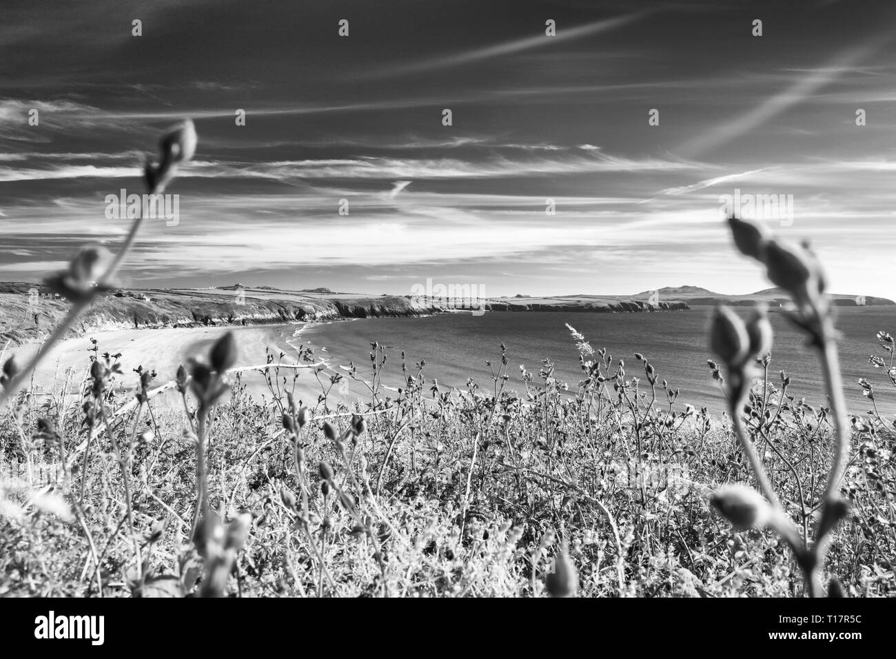 Whitesands Beach von oben auf der Klippe, schießen durch Sommer Blumen. Pembrokeshire Coast National Park im Westen von Wales, UK. Schwarz und Weiß Stockfoto